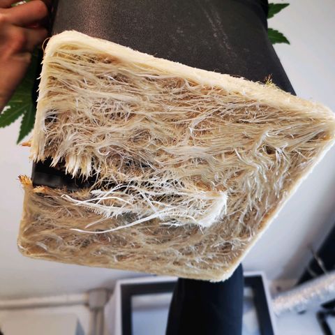 Pineapple Express Auto growlog timeline photo