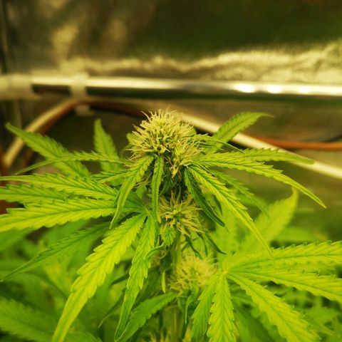 Pineapple Express Auto growlog photo: Gemme e resina
