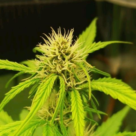 Pineapple Express Auto growlog photo: Gemme e resina