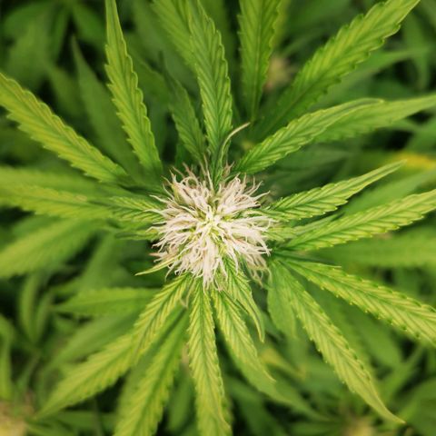 Pineapple Express Auto growlog photo: Gemme e resina