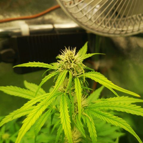 Pineapple Express Auto growlog photo: Gemme e resina