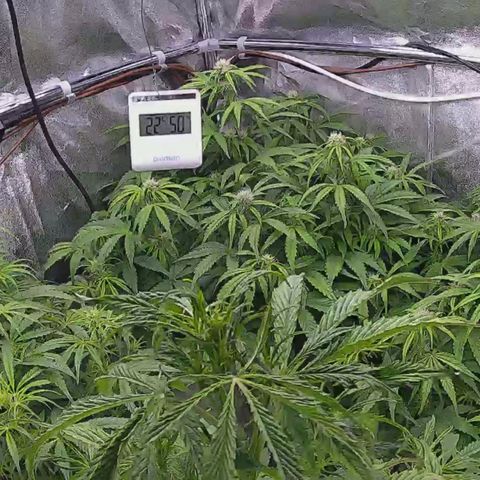Pineapple Express Auto growlog photo: Gemme e resina