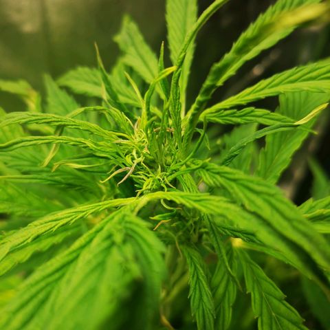 Pineapple Express Auto growlog photo: Gemme e resina
