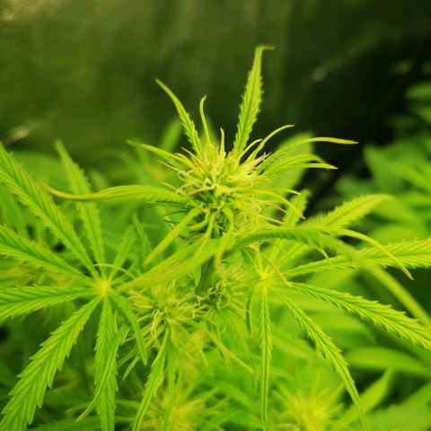 Pineapple Express Auto growlog photo: Gemme e resina