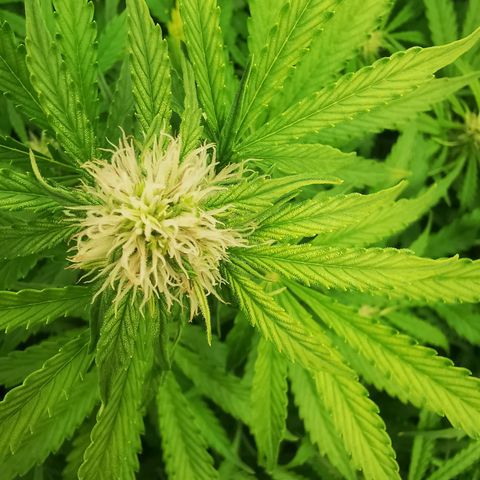 Pineapple Express Auto growlog photo: Gemme e resina