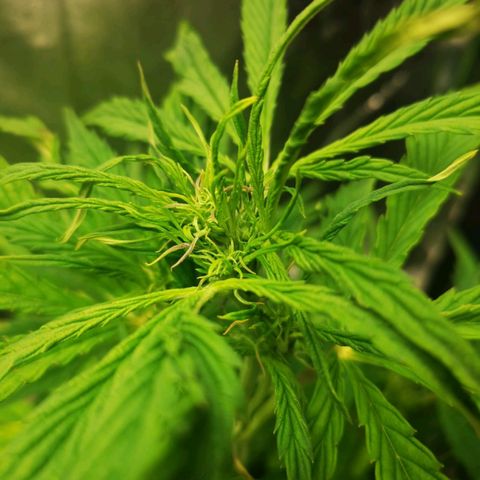 Pineapple Express Auto growlog photo: Gemme e resina