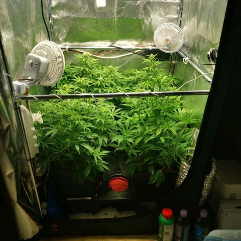 Pineapple Express Auto growlog photo: Gemme e resina