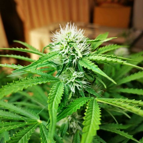 Pineapple Express Auto growlog timeline photo