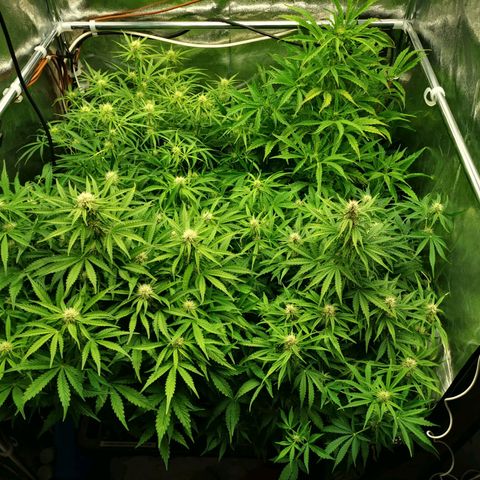 Pineapple Express Auto growlog timeline photo