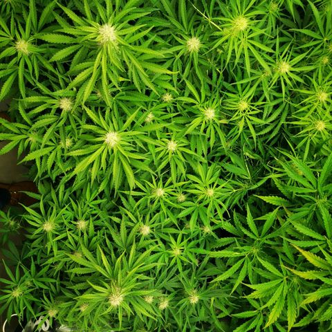 Pineapple Express Auto growlog timeline photo