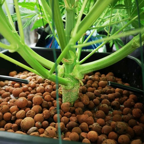 Pineapple Express Auto growlog timeline photo