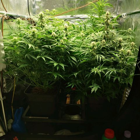 Pineapple Express Auto growlog timeline photo