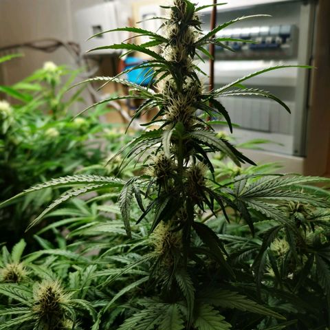 Pineapple Express Auto growlog timeline photo