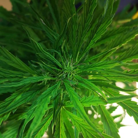 Pineapple Express Auto growlog timeline photo