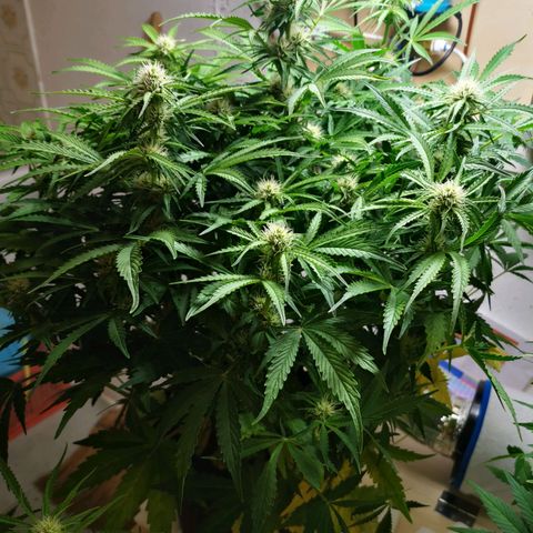 Pineapple Express Auto growlog timeline photo