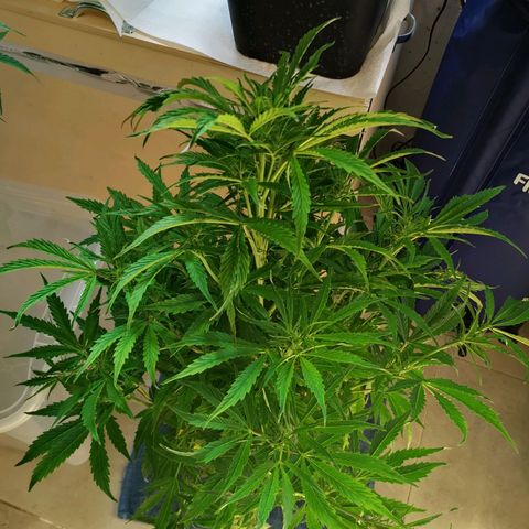 Pineapple Express Auto growlog timeline photo