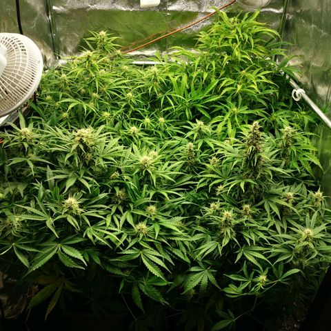 Pineapple Express Auto growlog timeline photo