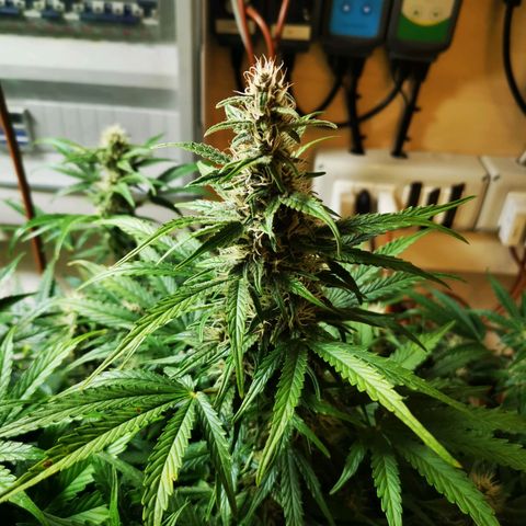 Pineapple Express Auto growlog timeline photo
