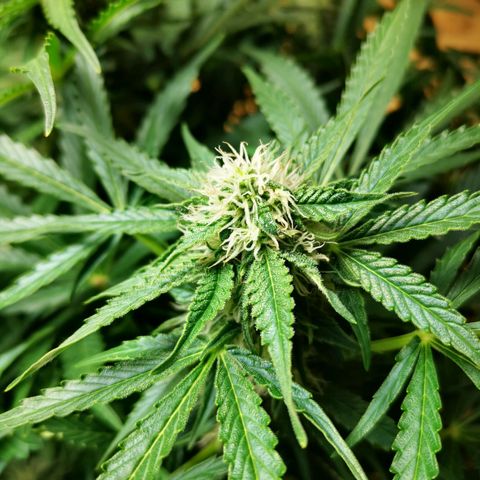 Pineapple Express Auto growlog timeline photo