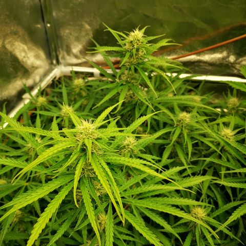 Pineapple Express Auto growlog timeline photo