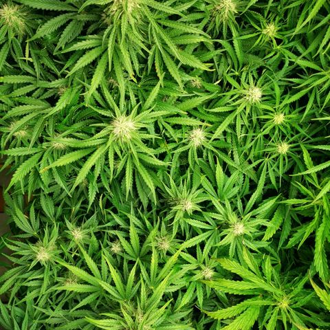 Pineapple Express Auto growlog timeline photo