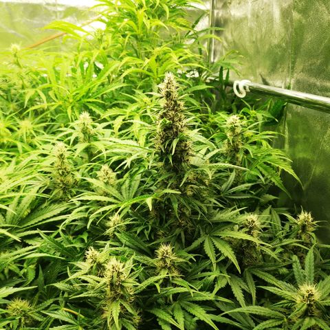 Pineapple Express Auto growlog timeline photo