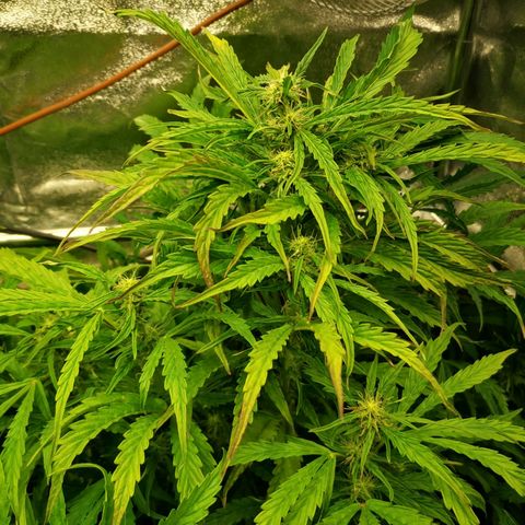 Pineapple Express Auto growlog timeline photo