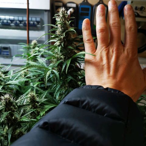 Pineapple Express Auto growlog timeline photo