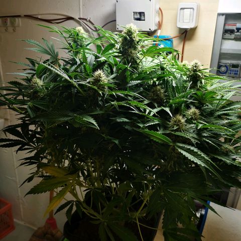Pineapple Express Auto growlog timeline photo