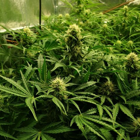 Pineapple Express Auto growlog timeline photo