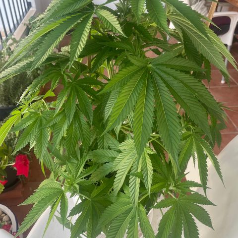 Durban Poison growlog photo: Rice water every morning and evening 