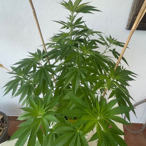Durban Poison growlog timeline photo