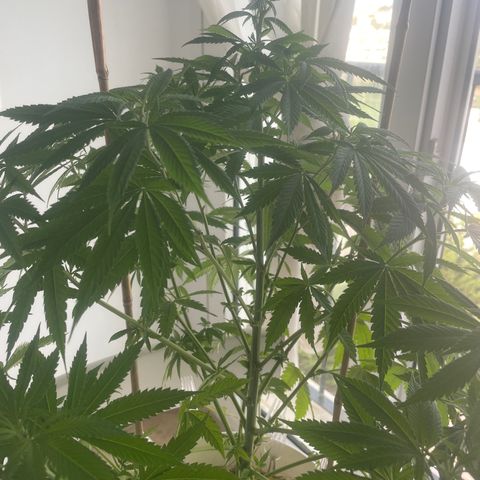Durban Poison growlog photo: Pruning and rice water 