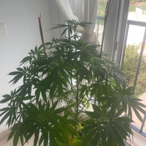 Durban Poison growlog photo: Pruning and rice water 