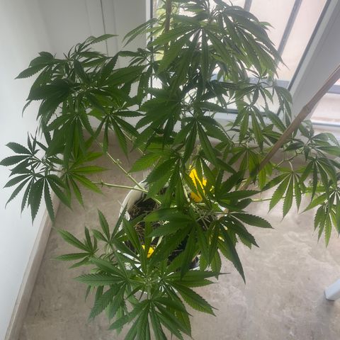 Durban Poison growlog timeline photo