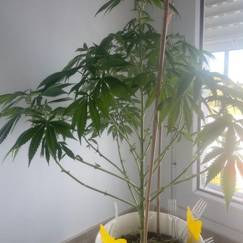 Durban Poison growlog timeline photo