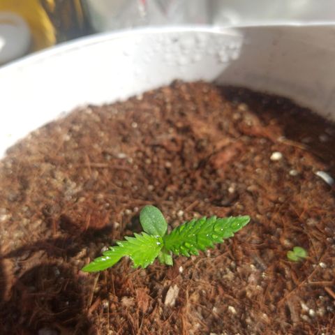 Blue Dream growlog photo: Color bien, recuperándose 