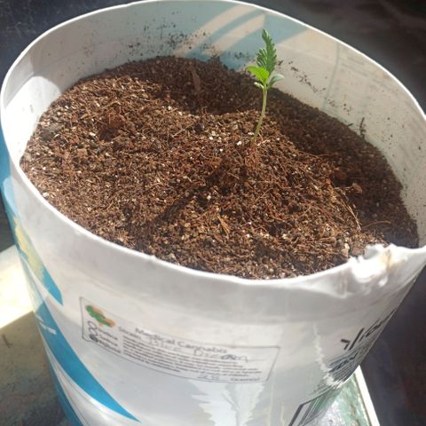 Blue Dream growlog photo: 6 cm
