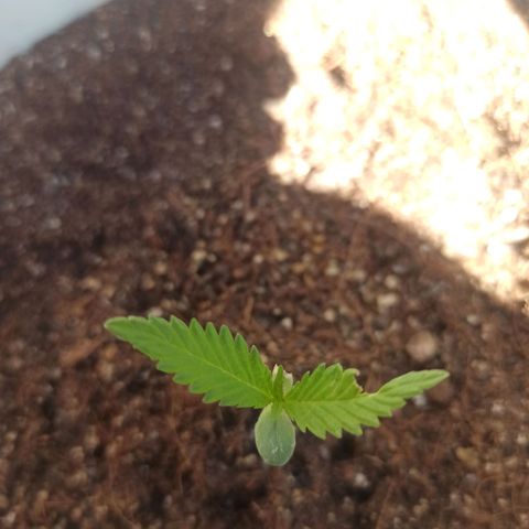 Blue Dream growlog timeline photo