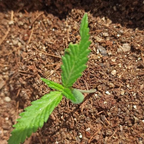 Blue Dream growlog timeline photo