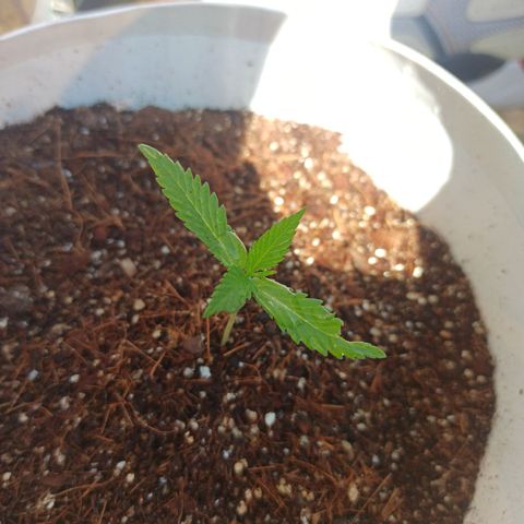Blue Dream growlog timeline photo
