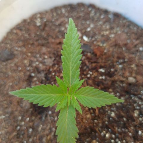 Blue Dream growlog timeline photo
