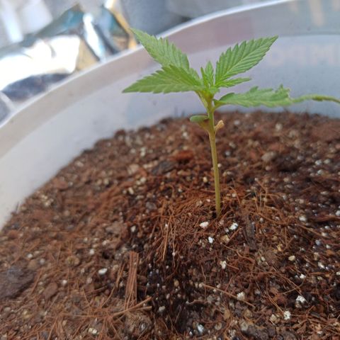 Blue Dream growlog timeline photo