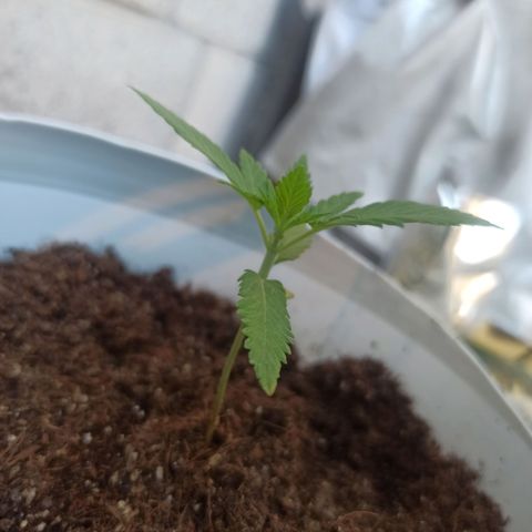 Blue Dream growlog timeline photo