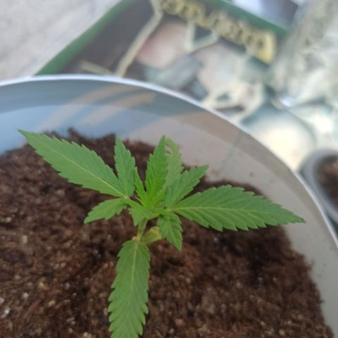 Blue Dream growlog timeline photo