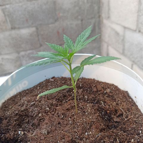 Blue Dream growlog timeline photo