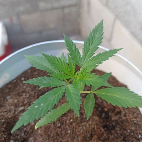 Blue Dream growlog timeline photo