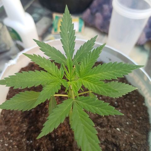 Blue Dream growlog timeline photo