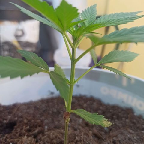 Blue Dream growlog timeline photo