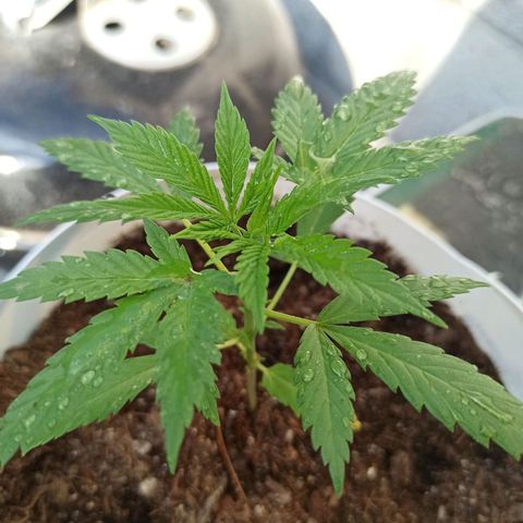 Blue Dream growlog timeline photo